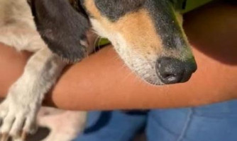 Polícia Civil resgata cães e aves em situação de maus-tratos em Campos de Júlio