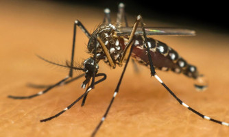 Casos de dengue em MT aumentam 121% em 11 dias