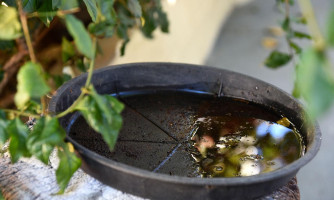 Dengue: veja os dados atuais em Pontes e Lacerda