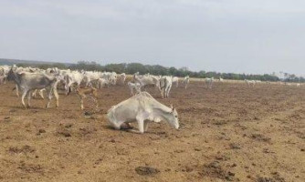 Em  Sapezal fazendeiro é multado em R$ 3 milhões por deixar gado morrer de fome