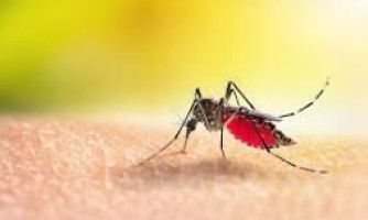 12 mortes confirmadas por dengue e chikungunya, Pontes e Lacerda e Conquista D´Oeste aparace na lista