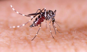 Dengue e chikungunya preocupam Pontes e Lacerda