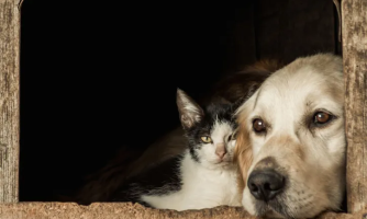 Descarte de animais mortos no lixo é passível de punição