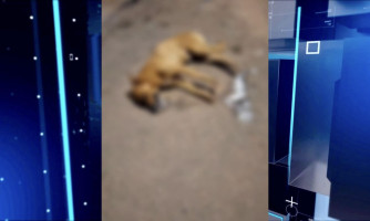 Cão é envenenado no centro de Pontes e Lacerda e caso gera revolta