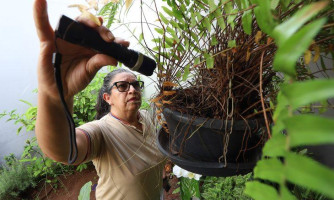 MT continua em 1º lugar em mortes por chikungunya e registra alta incidência da doença