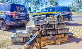 PRF apreende 318 kg de skunk que saiu de Pontes e Lacerda em Rondonópolis