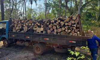 PF deflagra operação em combate a comercialização ilegal de madeira no Mato Grosso