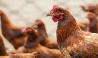 Mapa confirma caso de gripe aviária em aves domésticas em Cuiabá