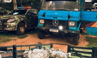 Motorista é preso após abordagem com gado furtado na BR-174