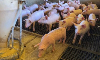 Exportações impulsionam suinocultura e garantem ano histórico ao setor em 2025