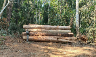 Desmatamento ilegal: Polícia apreende 110 toras de madeira em área de reserva