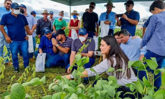 Agricultura sustentável : Cidade de Nova Lacerda recebe projeto dia de campo