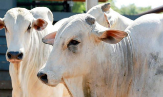 Cai preço do boi gordo e da vaca em Mato Grosso; frigoríficos diminuem compra