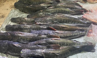 Conselho quer proibir transporte de pescado por cinco anos em MT