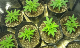 Deputados aprovam projeto que regulamenta o uso da maconha medicinal em pacientes do SUS em MT