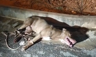 Homem luta contra Pit Bull para salvar três cachorros em Pontes e Lacerda