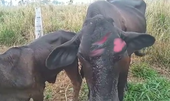 Ladrões tentam matar vaca a golpes de machado na Comunidade Ritinha