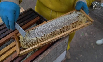 Municípios do Pantanal se unem para ampliar mercado para pequena agroindústria