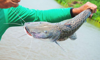 Pesca do pintado é proibida em todo o país e segmento de MT questiona: “Não tem estudo científico”