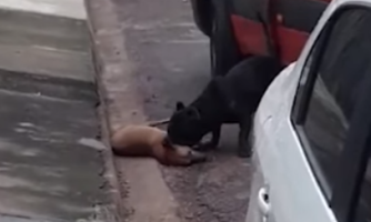 Pitbull ataca e mata cães próximo a escola 06 de agosto em Pontes e Lacerda