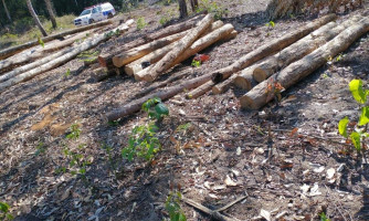 Polícia Civil apreende toras de madeira em operação de combate a crime ambiental em Comodoro