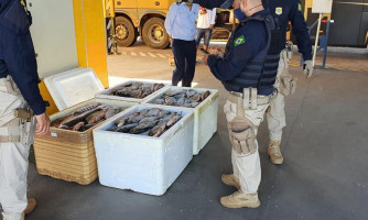 PRF apreende quase 400 kg de peixe sem NF na BR 174