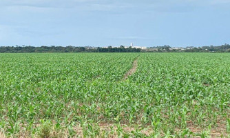 Produtores em Mato Grosso negociam 40% da safra atual de milho, constata instituto