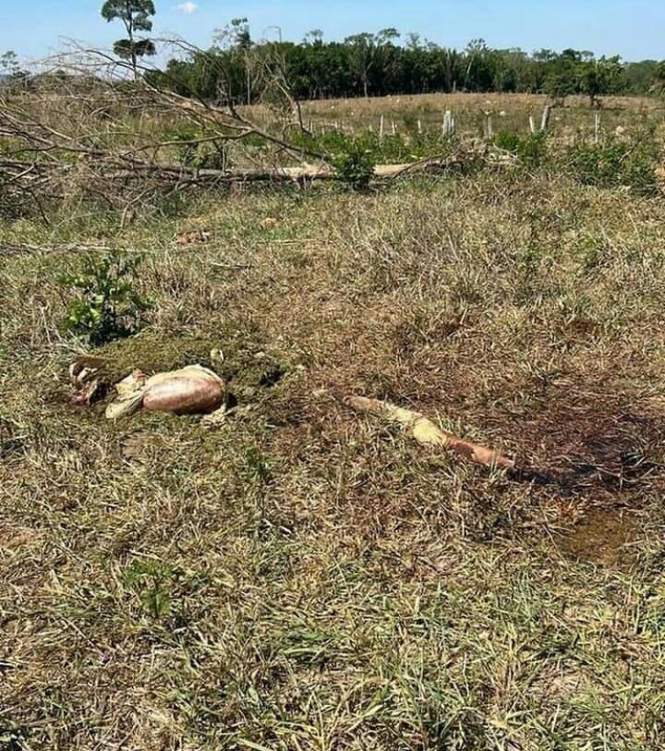 Invasão de propriedade: Polícia registra furto de gado em Pontes e Lacerda