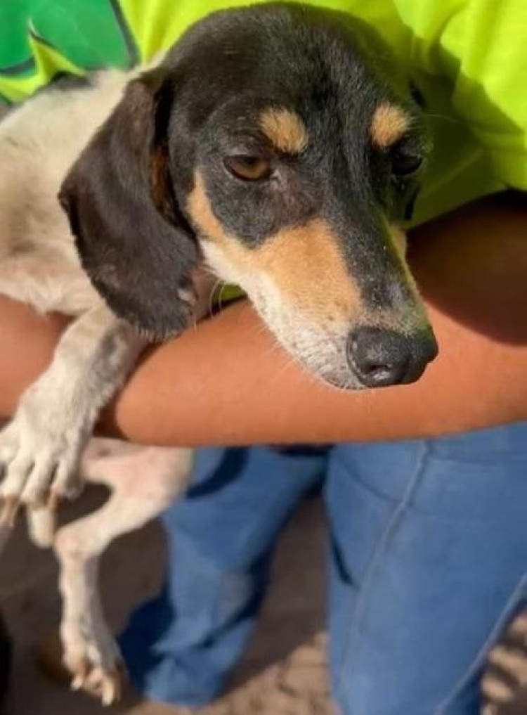 Polícia Civil resgata cães e aves em situação de maus-tratos em Campos de Júlio