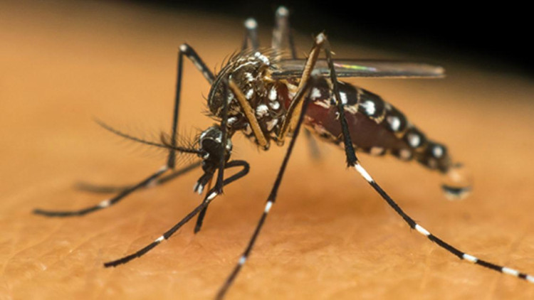 Casos de dengue em MT aumentam 121% em 11 dias