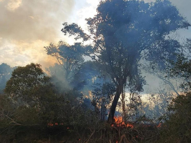 Destruição no Pantanal mato-grossense aumenta 1.800% neste ano