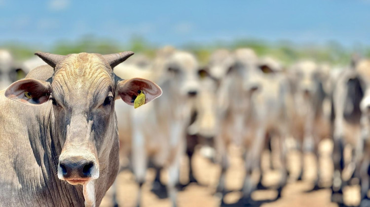 Mato Grosso registra aumento de 18,2% no abate de bovinos e mantém crescimento no setor pecuário, segundo IBGE