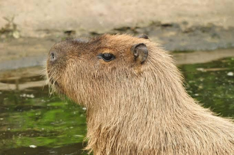 Capivara desorientada mobiliza corpo de bombeiros em Pontes e Lacerda