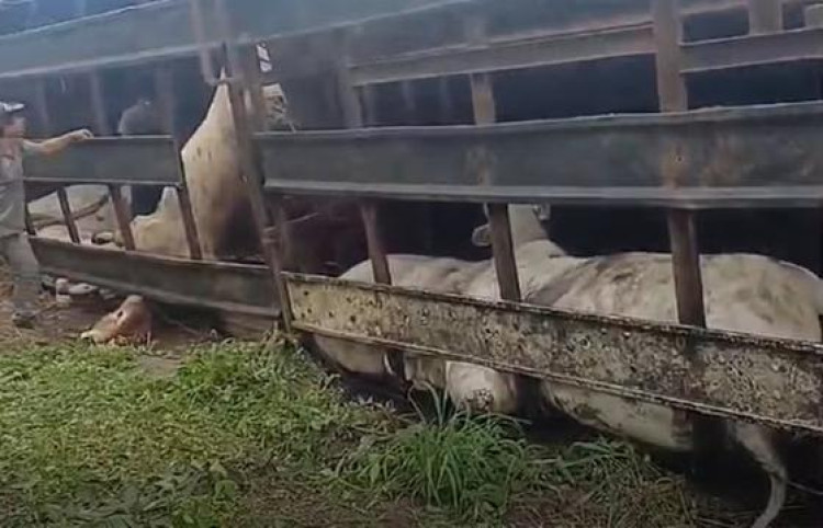 Carreta que transportava bois tomba na Br-174 em Mirassol D´Oeste