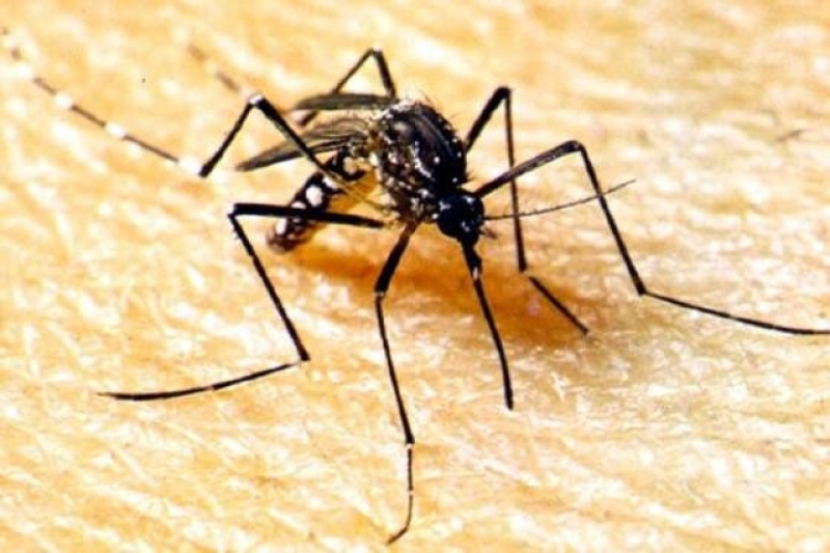 Chuvas intensificam risco de dengue, zika e chikungunya em Mato Grosso