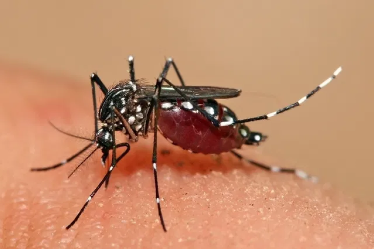 Dois morrem por chikungunya em Mato Grosso, estado tem 474 casos suspeitos
