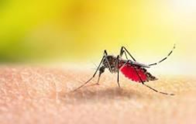 12 mortes confirmadas por dengue e chikungunya, Pontes e Lacerda e Conquista D´Oeste aparace na lista
