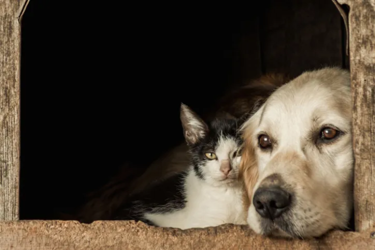 Descarte de animais mortos no lixo é passível de punição