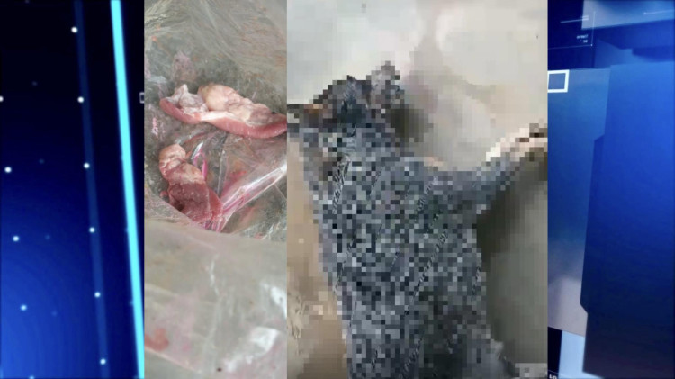 Animais são envenenados na comunidade Ritinha, em Vila Bela