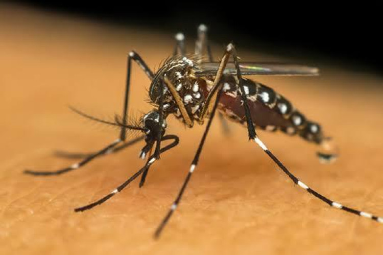 ALERTA SOBRE A DENGUE EM PONTES E LACERDA: CASOS CONTINUAM AUMENTANDO E PREVENÇÃO É FUNDAMENTAL