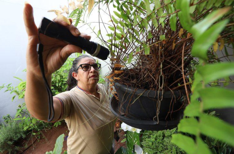MT continua em 1º lugar em mortes por chikungunya e registra alta incidência da doença