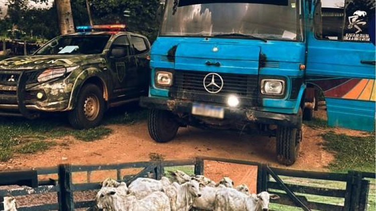 Motorista é preso após abordagem com gado furtado na BR-174