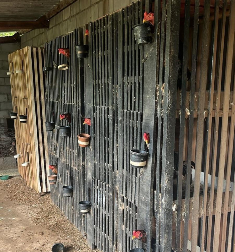 Polícia Civil e Sema desarticulam rinha de galos na região do Engordador, em Várzea Grande