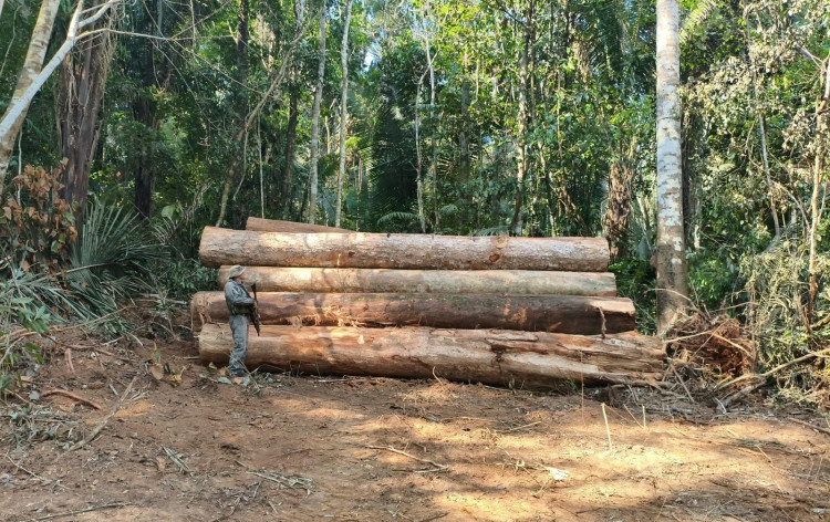 Desmatamento ilegal: Polícia apreende 110 toras de madeira em área de reserva
