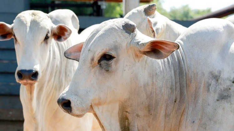 Cai preço do boi gordo e da vaca em Mato Grosso; frigoríficos diminuem compra
