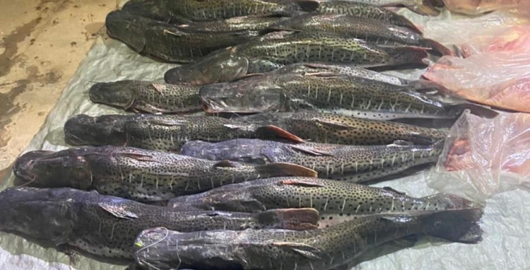 Conselho quer proibir transporte de pescado por cinco anos em MT
