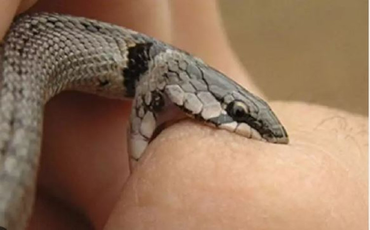 Fazendeira é condenada pela morte de trabalhador picado por cobra