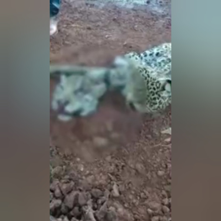 Homem é preso suspeito de maus-tratos a dois cães em MT; polícia investiga relação dele com vídeo de onças decapitadas