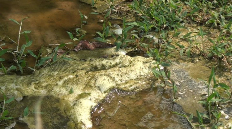 Laticínio de Pontes e Lacerda estaria despejando material poluente direto no Rio Guaporé