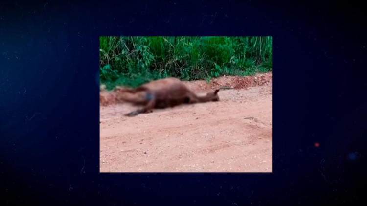 Motociclista bate em cavalo solto em estrada no Córrego da Onça e fica gravemente ferido